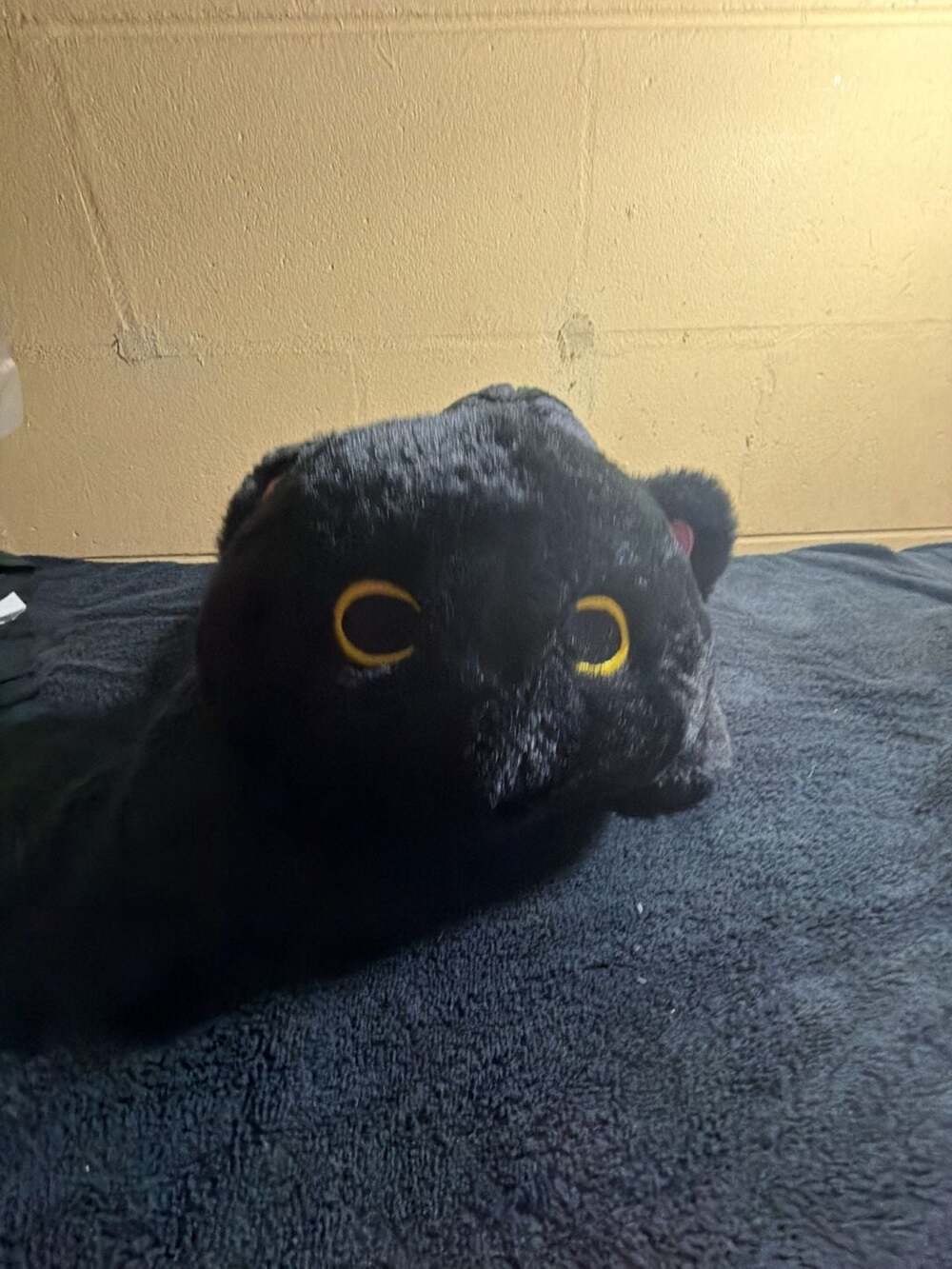 Mewaii Black Cat Plush Long Body Pillow Stuffed Animal